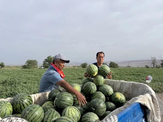 武威免费吃瓜,畅享清凉夏日好时光  第3张